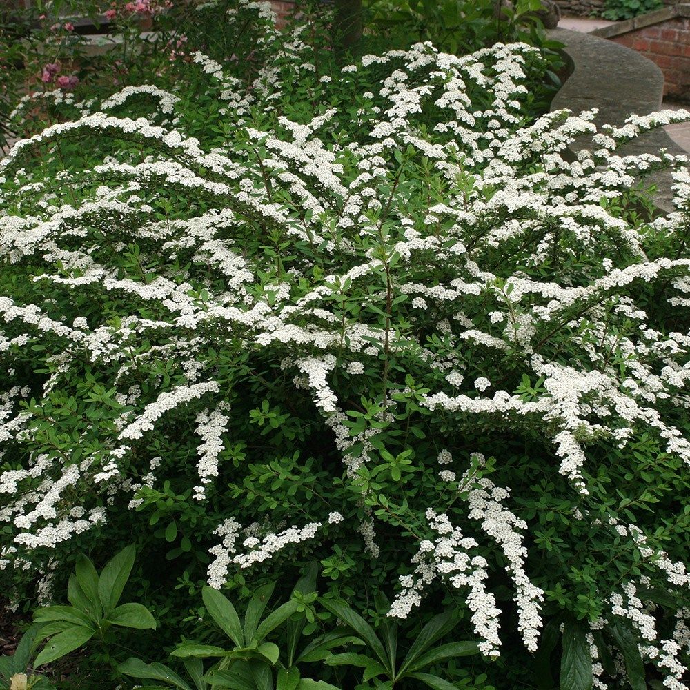 Spiraea nipponica 'Snowmound'